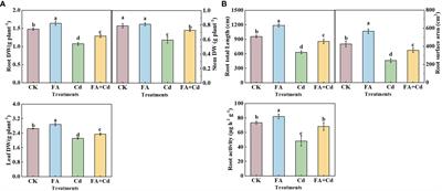 Fulvic acid alleviates cadmium-induced root growth inhibition by regulating antioxidant enzyme activity and carbon–nitrogen metabolism in apple seedlings